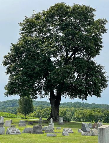 Tree on the cemetery grounds