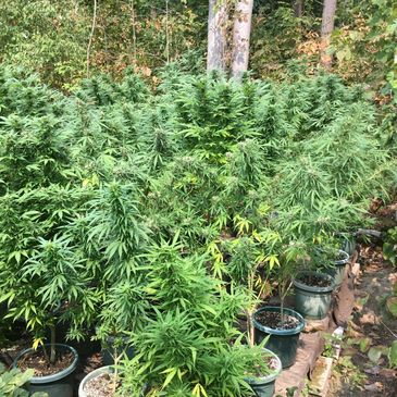 It was the weed drought of late fall 1989 and there wasn’t any weed to be found anywhere. I finally