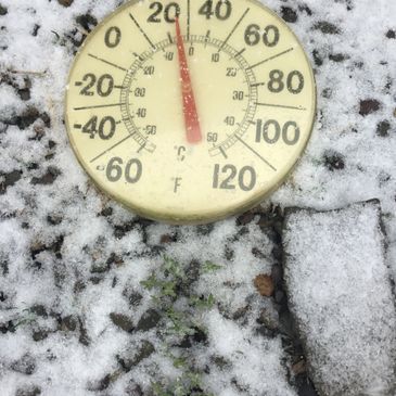 While we don’t recommend doing this, our seedlings have withstood temperatures as low as 12 degrees