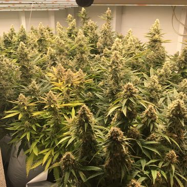 Let’s get growing with RyDogz Genetix!!!