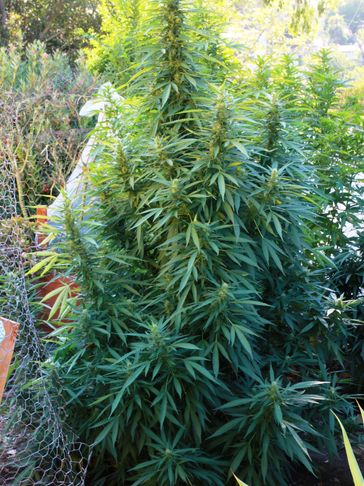 Possessing any amount of cannabis in the 1970’s, 1980’s, 1990’s and into well the 2000’s came with s