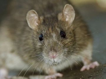 Rat
Rats
Mice
Mouse