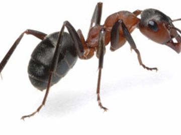 Ants Nest
Ants