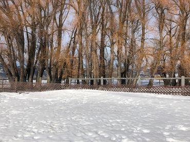 Snow-covered ground in front of leafless trees and a wooden fence.