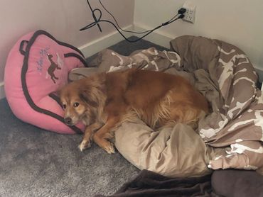 A brown dog resting on a cozy bed with a pink pillow nearby.