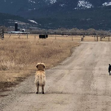 The reason we take group play friendly dogs is so we can go on walk on the farm.