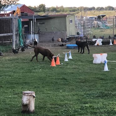 After passing a "balance /obedience" test, dogs and go into the mixed yard to play. We have agility.