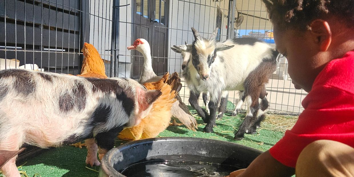 Child observing animals including piglet, chickens, goat, and duck behind a fence.