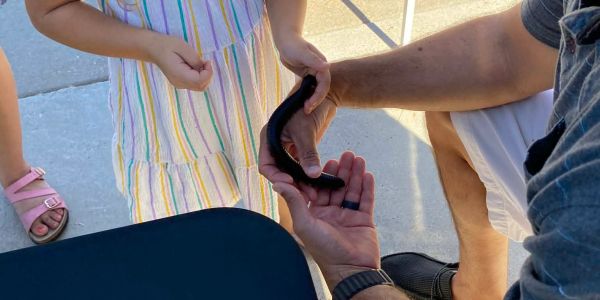 A child is holding a black snake with adult assistance.