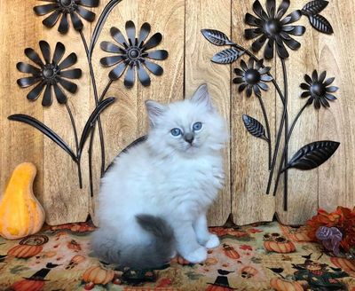 Ragdoll Kittens