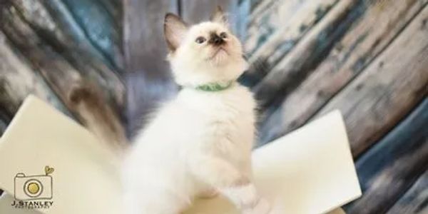 Ragdoll Kittens