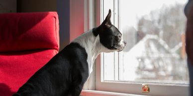 A black and white dog gazes intently out of a window beside a red chair.