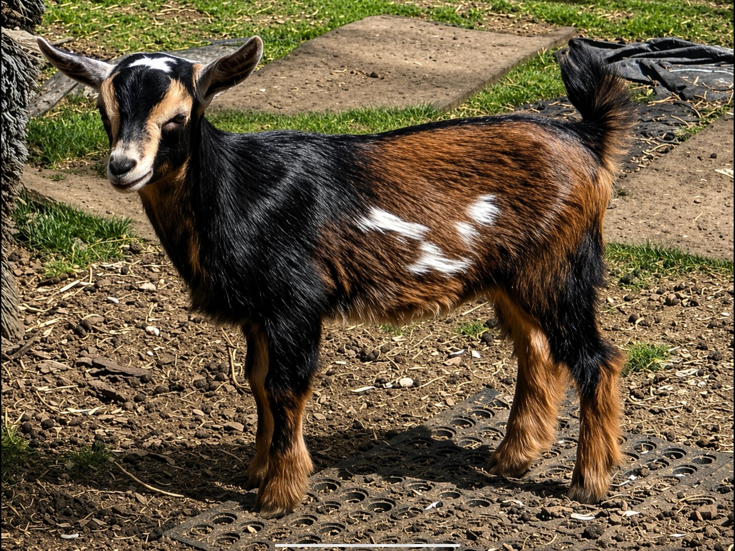 A young goat with black, brown, and white fur standing outdoors.