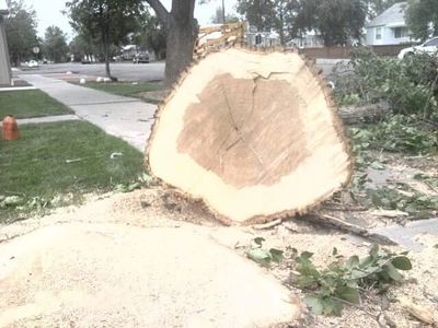 Working hard in Billings, MT finishing up a nice Ash Tree Removal Service for a house rental unit.
