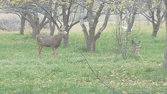 Some deer in an Apple Orchard.  Larned Tree Service is pruning these trees today.