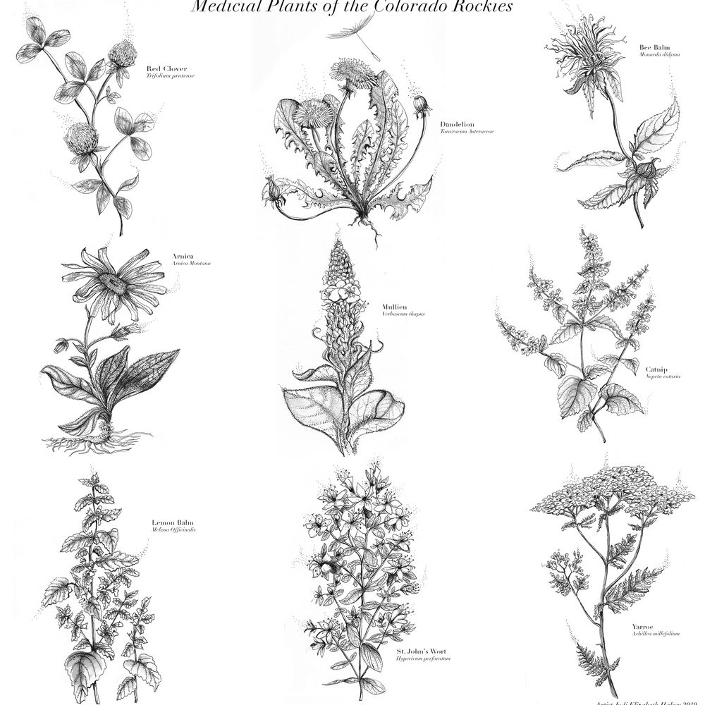 Herbs of the Colorado Rockies 