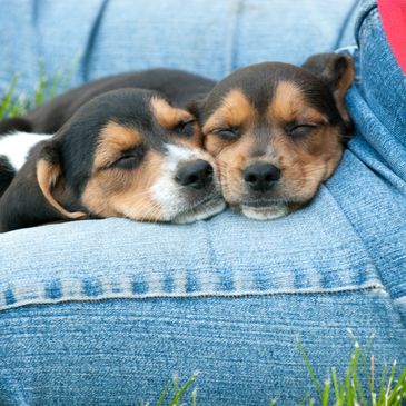 Two puppies sleeping peacefully on a person's lap outdoors.