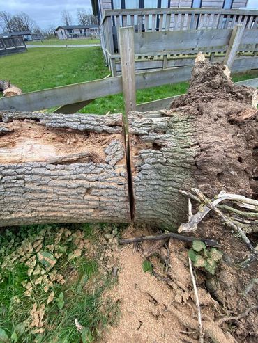 Oversize tree trunk removal cut down to section size