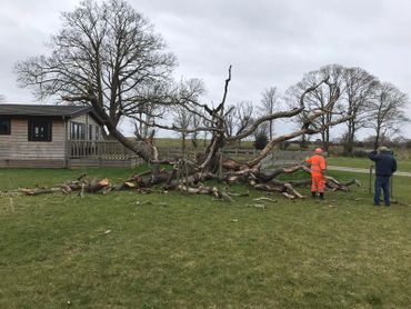 Removal of dangerous fallen tree