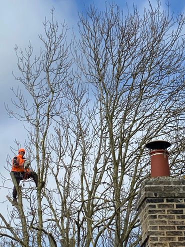 Reducing height and thinning of tree