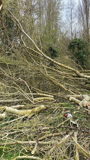 Logging and brash removal