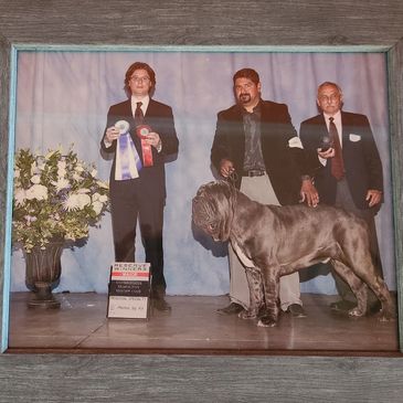 First Place in Dog Show Neapolitan Mastiff