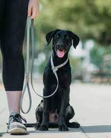 Dog sitting calmly on a leash