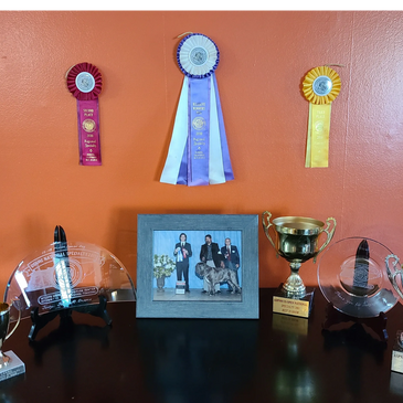 Awards for Dog Shows