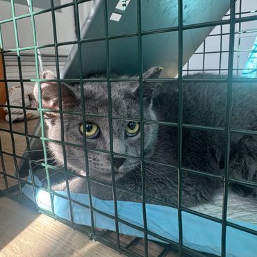 Big-Grey was just a kitten of 4 months old and she was pregnant. Once trapped we could get her a spa