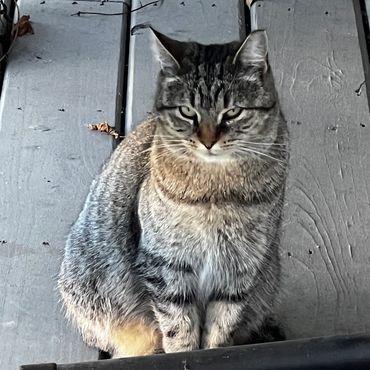 Ms.Daisy our first TNR