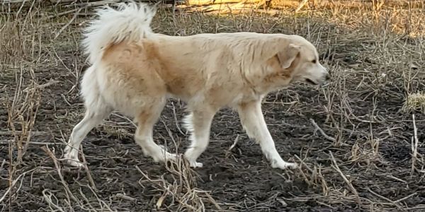 Light-colored dog walking through a dry, barren field.