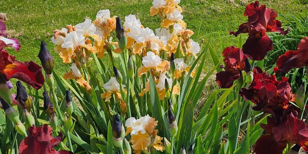 Colorful irises bloom vibrantly in a sunlit garden bed.