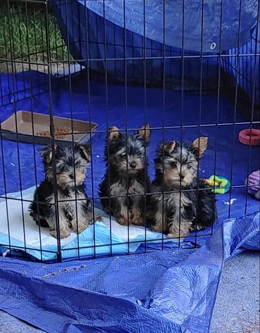 Blaze, Booker, and Marley camping