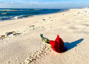 Red rose on sandy beach by ocean.