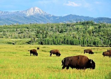 Bison grazing in a field with mountains in the background.