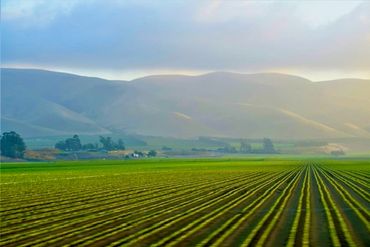 Vast green agricultural field with mountains in the background.