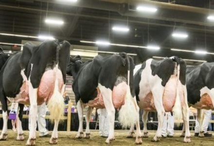 Milk Production, Dairy Lighting, profit, revenue