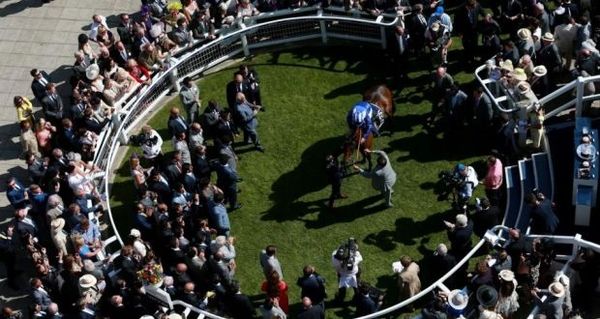 A horse in the winning enclosure