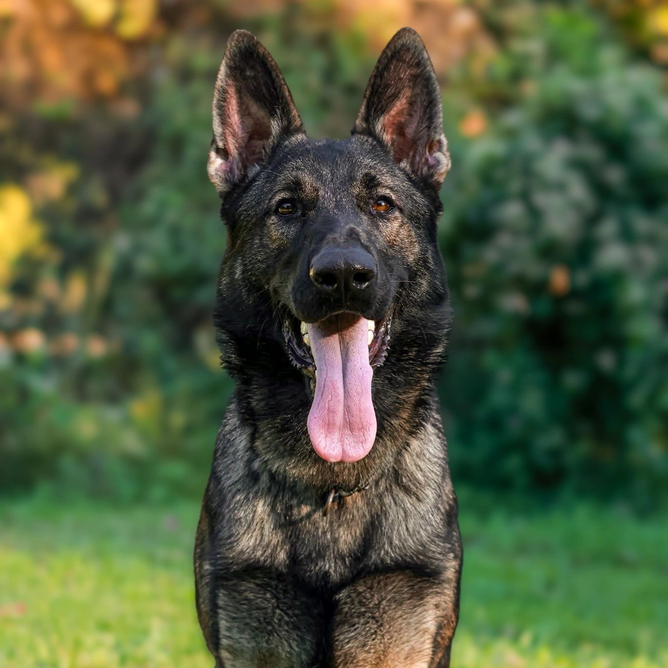 German Shepherd dog with tongue out.