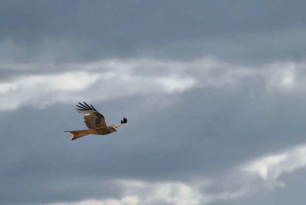 A bird flying in a cloudy sky.