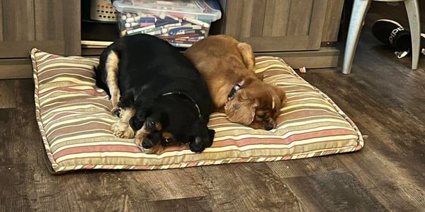 Libby and Penny snoozing away on their favorite dog bed!