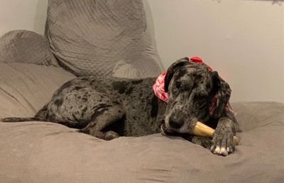 A Great Dane dog chewing on a bone while lying on a couch.