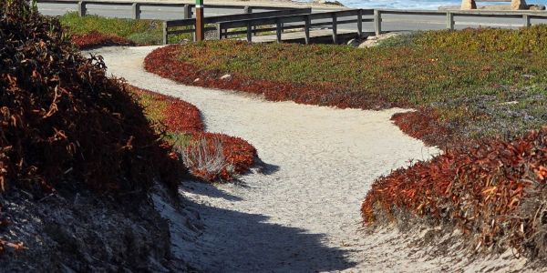 Sandy path winding through vegetation near the beach.