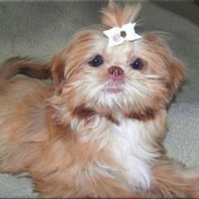 Fluffy small dog with a white bow on its head.