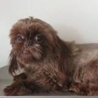 A small brown dog with a fluffy coat lying down.