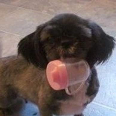 Small dog holding a pink plastic cup in its mouth.