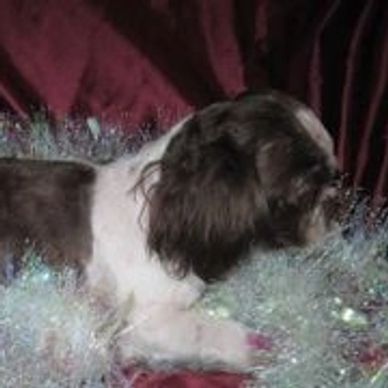 Small black and white dog resting on shiny tinsel.