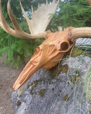 Custom wood skull, moose skull, european mount