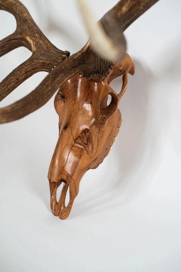 Custom wood skull, european mount, elk skull