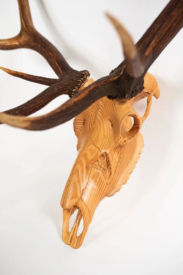 European mount, custom wood skull, elk skull